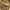 Plain Woolen Cashmere - Peanut