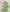 Sparkles Hijabs – Sage Green