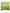 Ombre Tassels Hijab - Matcha