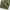 Plain Woolen Cashmere - Sage Green