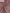 Georgette – Opera Mauve