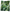 Muse Lawn Printed Hijabs - Forest Green