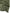 Premium Turkish Dupatta (Imported Fabric) - Basil