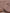 Rawaa Pleated Hijabs – Mauve