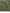 Premium Turkish Dupatta (Imported Fabric) - Basil