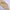 Premium Turkish – Slub Textured (Wider Width) – Dutch White